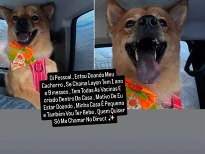 Cachorro raça SRD-ViraLata idade 1 ano nome Layon