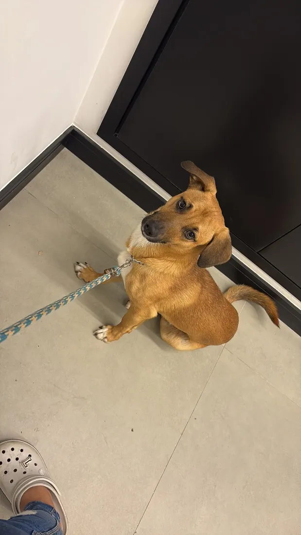 Cachorro raça SRD-ViraLata idade 7 a 11 meses nome Thor