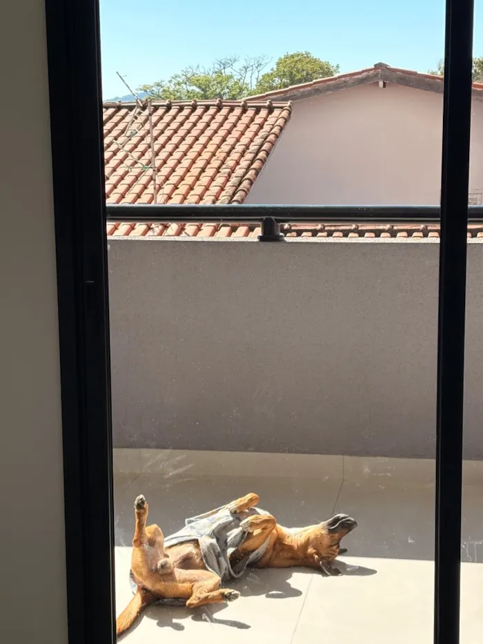 Cachorro raça SRD-ViraLata idade 7 a 11 meses nome Thor
