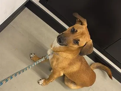 Cachorro raça SRD-ViraLata idade 7 a 11 meses nome Thor