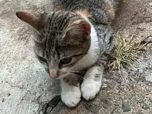Gato raça SRD-ViraLata idade 2 a 6 meses nome Safira e Angelina 