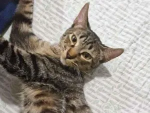 Gato raça SRD-ViraLata idade 2 a 6 meses nome Dengo e Xodó 