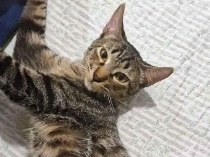 Gato raça SRD-ViraLata idade 2 a 6 meses nome Dengo e Xodó 