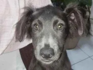 Cachorro raça SRD-ViraLata idade 2 a 6 meses nome Scooby 