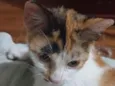 Francisca