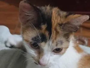 Gato raça SRD-ViraLata idade 2 a 6 meses nome Francisca