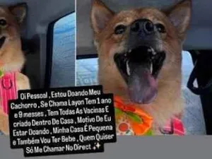 Cachorro raça SRD-ViraLata idade 1 ano nome Layon