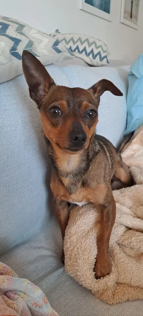 Cachorro raça SRD-ViraLata idade 7 a 11 meses nome cajuzinho