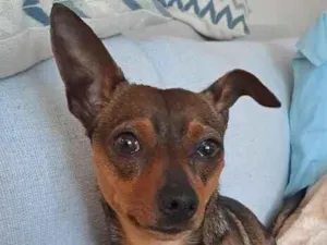 Cachorro raça SRD-ViraLata idade 7 a 11 meses nome cajuzinho