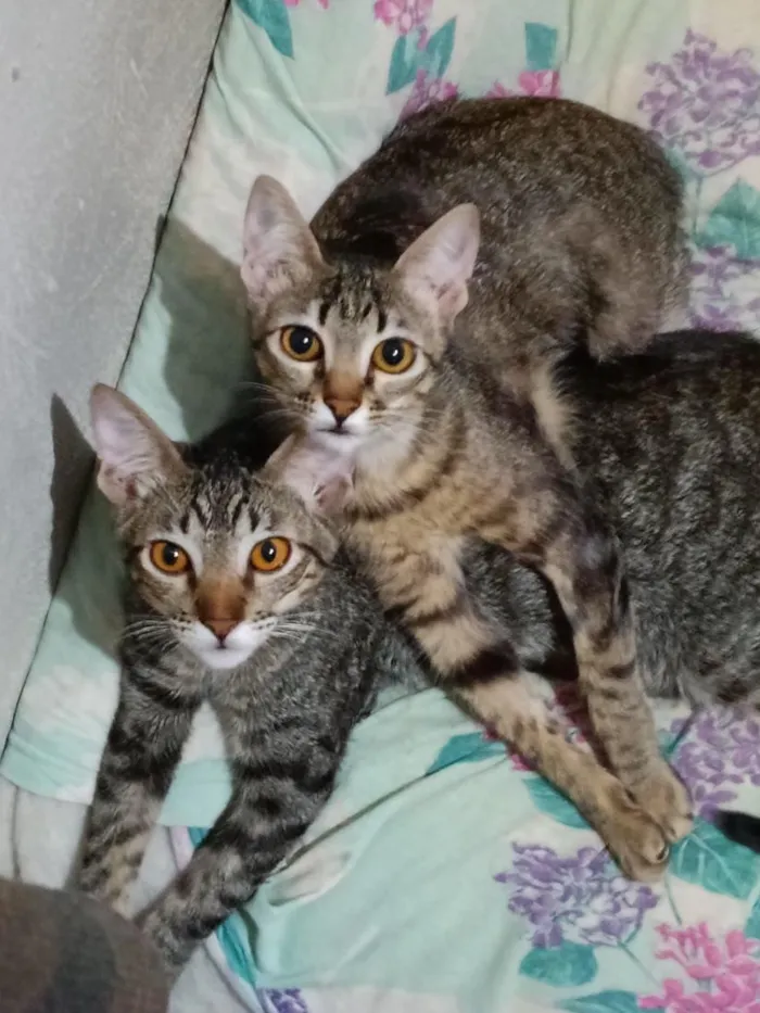 Gato raça SRD-ViraLata idade 2 a 6 meses nome Robin, Mel, Bruce 