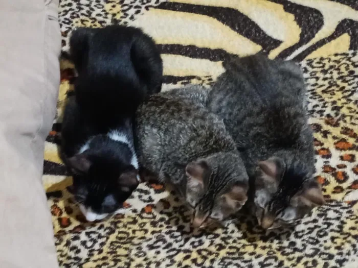 Gato raça SRD-ViraLata idade 2 a 6 meses nome Robin, Mel, Bruce 