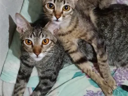 Gato raça SRD-ViraLata idade 2 a 6 meses nome Robin, Mel, Bruce 