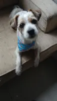 Fiapo