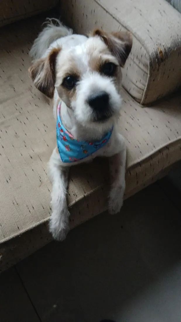 Cachorro raça SRD-ViraLata idade 2 a 6 meses nome Fiapo