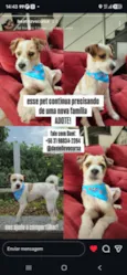 Fiapo
