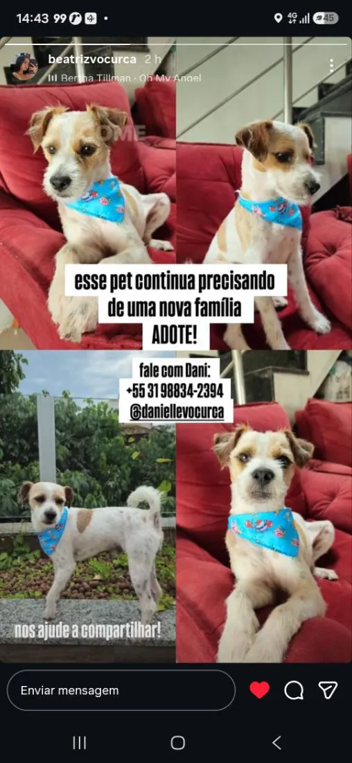 Cachorro raça SRD-ViraLata idade 2 a 6 meses nome Fiapo