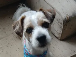 Cachorro raça SRD-ViraLata idade 2 a 6 meses nome Fiapo