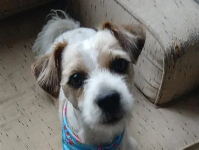 Cachorro raça SRD-ViraLata idade 2 a 6 meses nome Fiapo