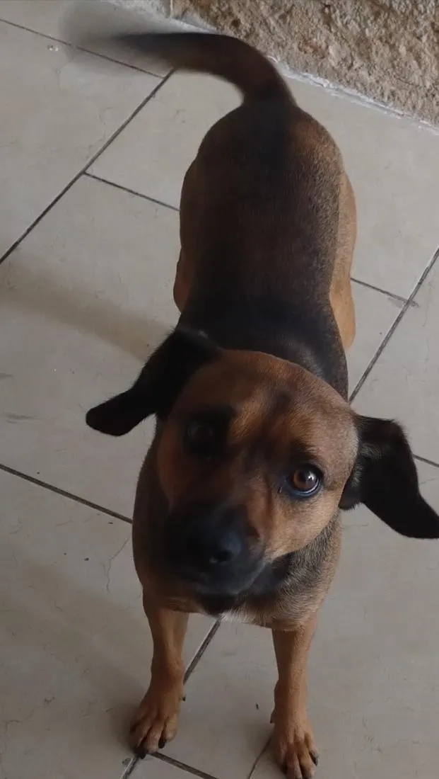 Cachorro raça SRD-ViraLata idade 3 anos nome Biduque
