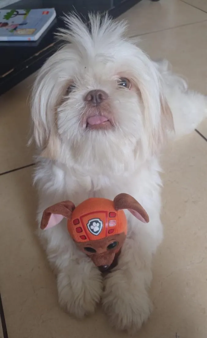 Cachorro raça SRD-ViraLata idade 3 anos nome Biduque