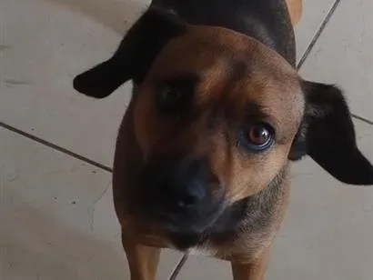 Cachorro raça SRD-ViraLata idade 3 anos nome Biduque