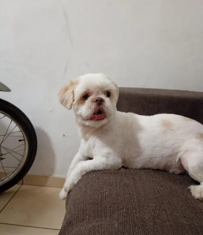 Cachorro raça SRD-ViraLata idade 2 anos nome Lucky