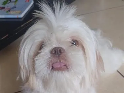 Cachorro raça SRD-ViraLata idade 2 anos nome Lucky