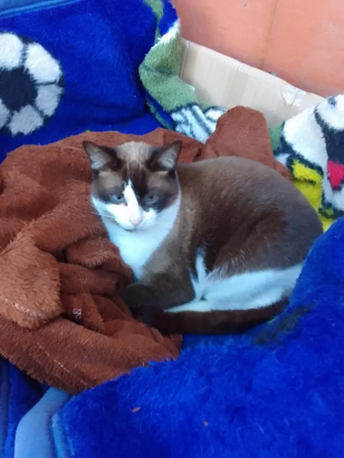 Gato raça SRD-ViraLata idade 6 ou mais anos nome Ted