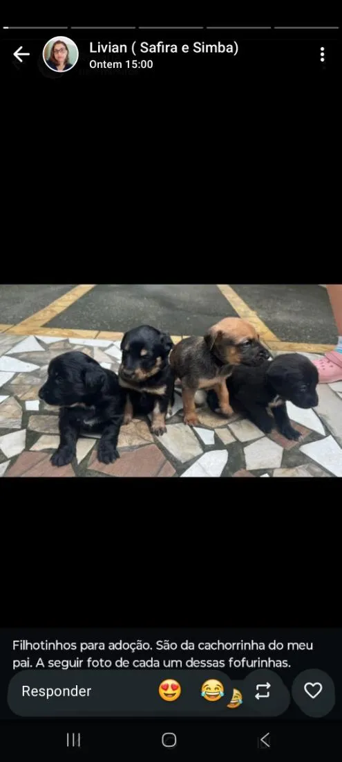 Cachorro raça SRD-ViraLata idade 2 a 6 meses nome bebes