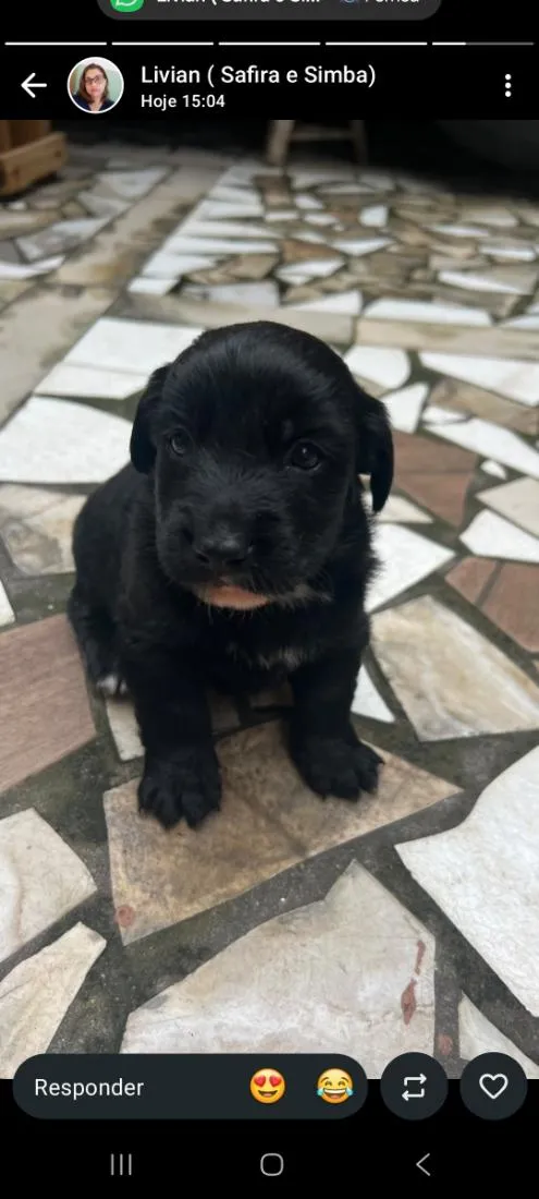 Cachorro raça SRD-ViraLata idade 2 a 6 meses nome bebes
