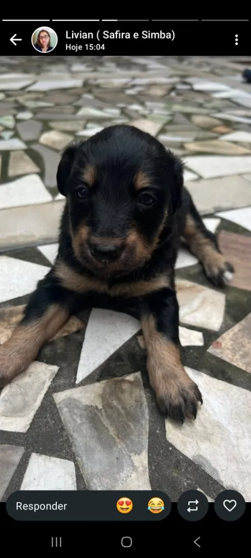 Cachorro raça SRD-ViraLata idade 2 a 6 meses nome bebes