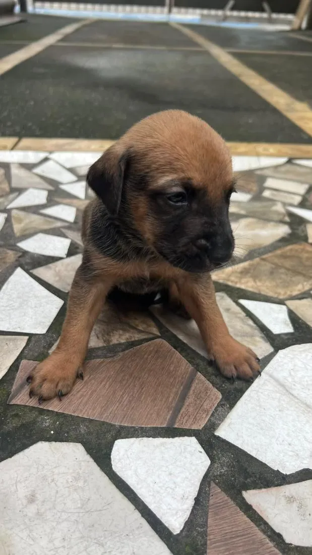 Cachorro raça SRD-ViraLata idade 2 a 6 meses nome bebes