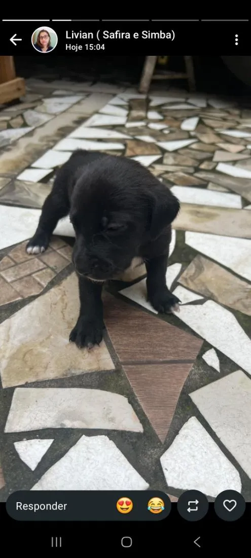 Cachorro raça SRD-ViraLata idade 2 a 6 meses nome bebes
