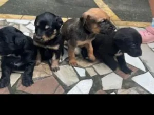 Cachorro raça SRD-ViraLata idade 2 a 6 meses nome bebes