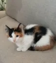Kira