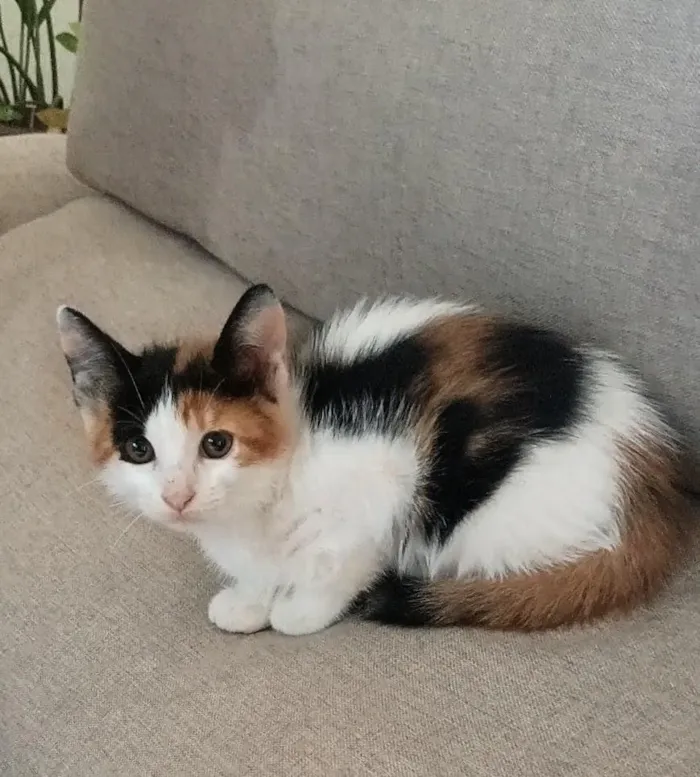 Gato raça SRD-ViraLata idade 2 a 6 meses nome Kira