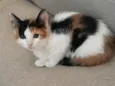 Kira