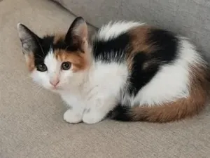 Gato raça SRD-ViraLata idade 2 a 6 meses nome Kira