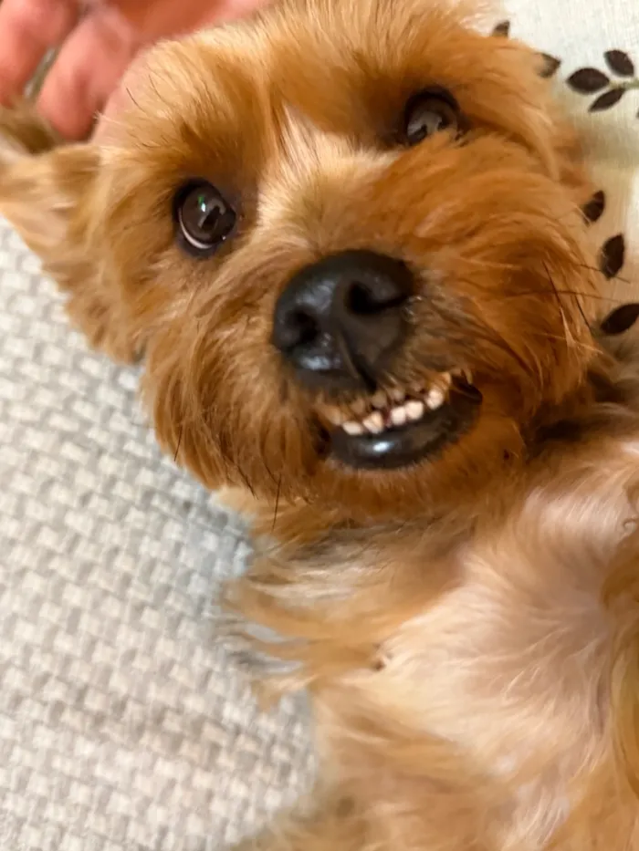 Cachorro raça Yorkshire idade 2 anos nome Kobe