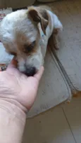 Fiapo