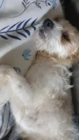 Fiapo