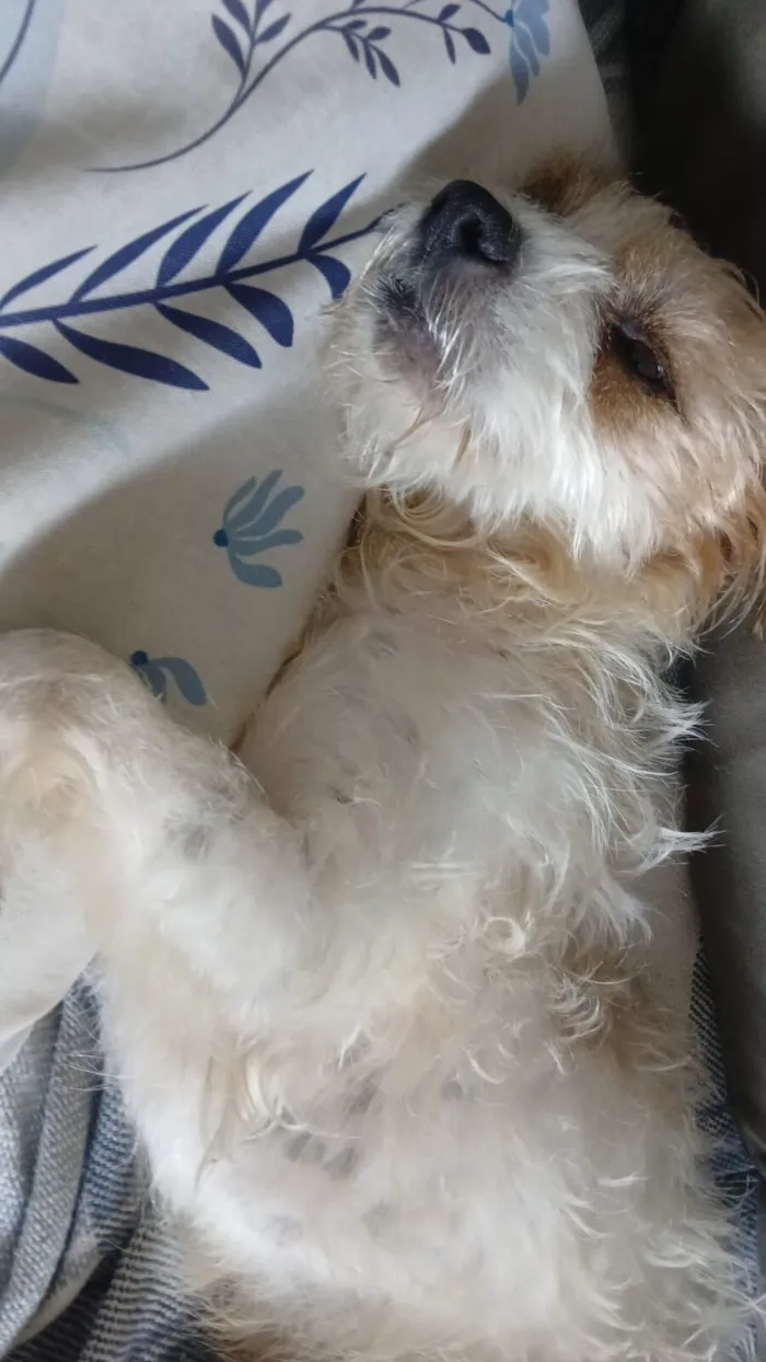 Cachorro raça SRD-ViraLata idade 2 a 6 meses nome Fiapo