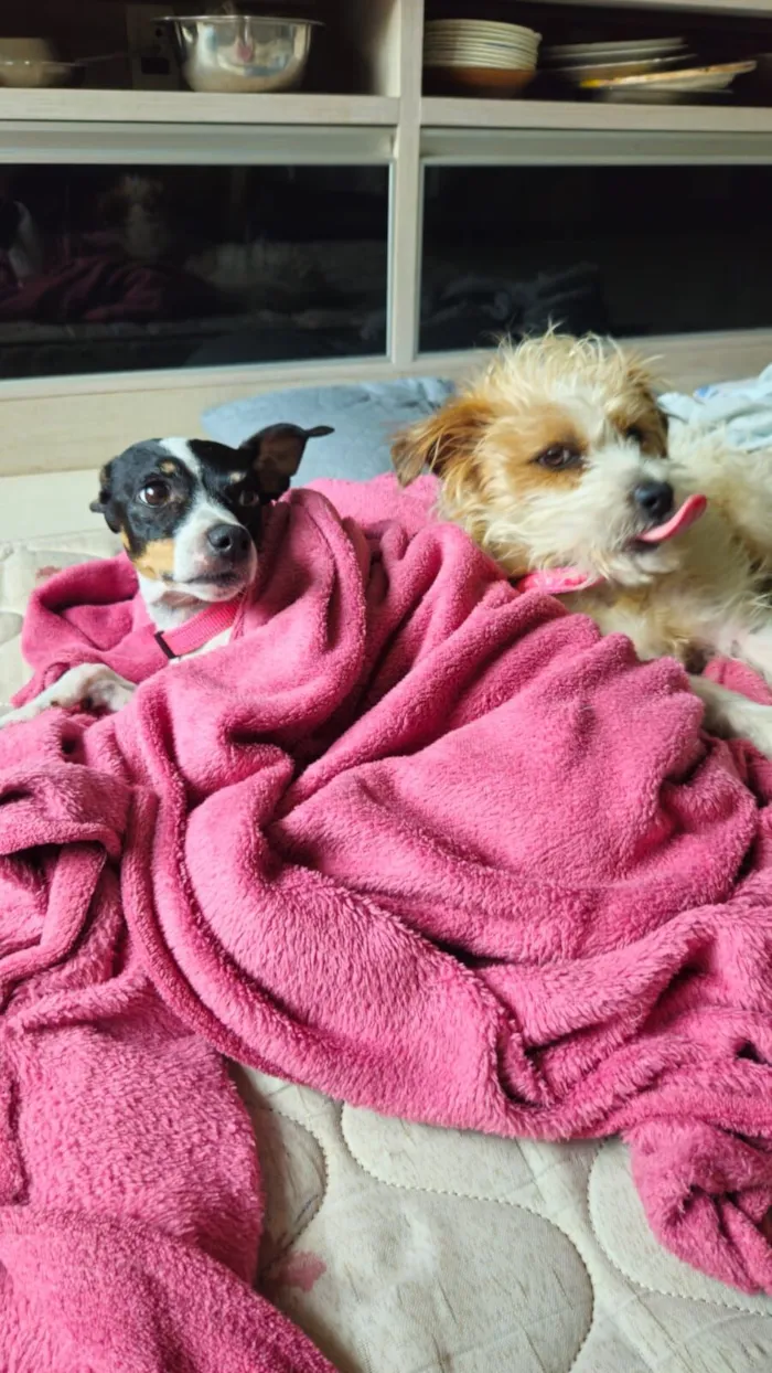 Cachorro raça SRD-ViraLata idade 2 a 6 meses nome Fiapo