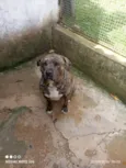 Sadão 