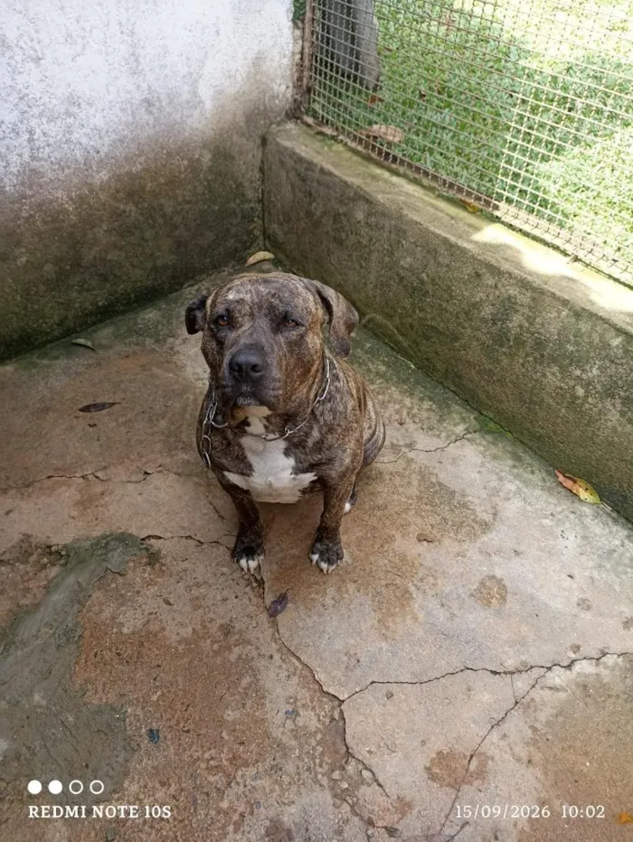 Cachorro raça Pit-Bull idade 5 anos nome Sadão 
