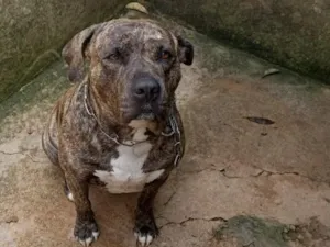 Cachorro raça Pit-Bull idade 5 anos nome Sadão 
