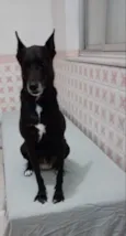 Pantera
