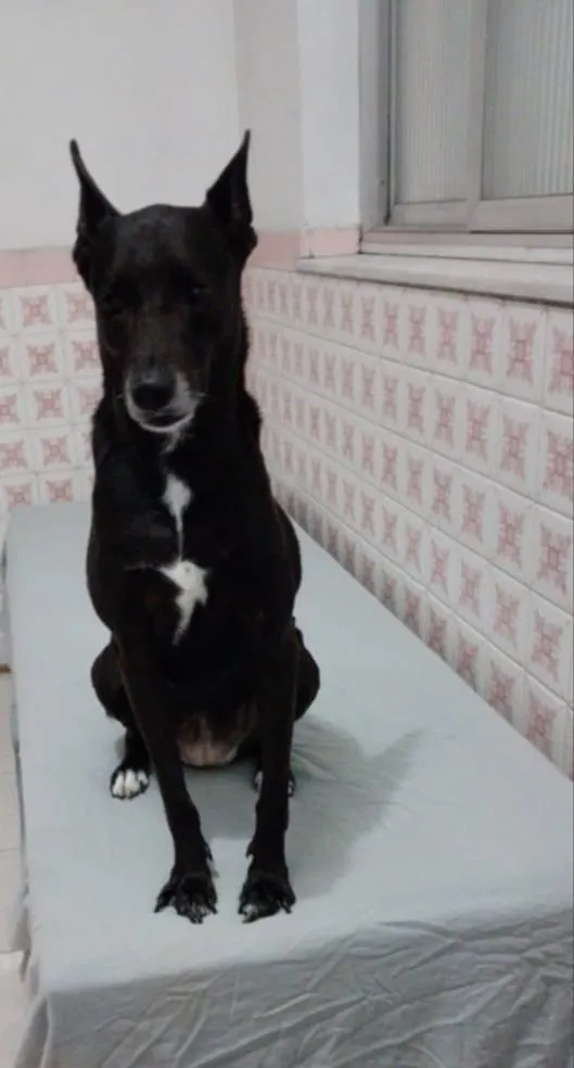 Cachorro raça SRD-ViraLata idade 6 ou mais anos nome Pantera