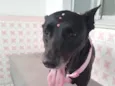 Pantera