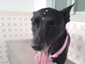 Cachorro raça SRD-ViraLata idade 6 ou mais anos nome Pantera